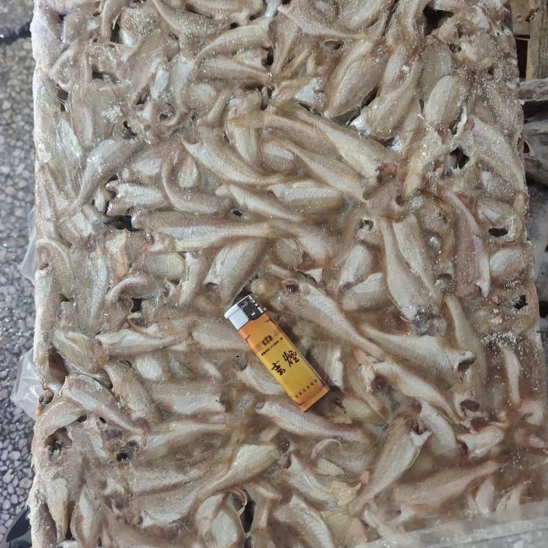 山东威海石岛三去小白鱼罐头原料香酥鱼原料量大价低
