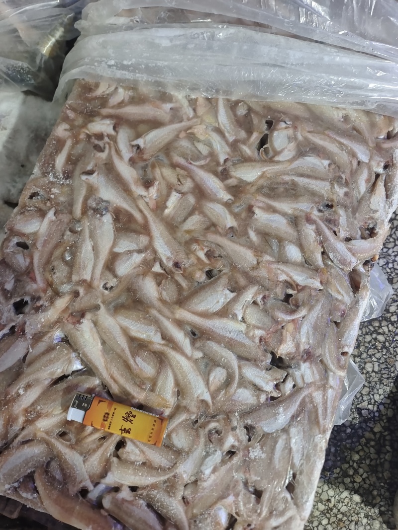 山东威海石岛三去小白鱼罐头原料香酥鱼原料量大价低