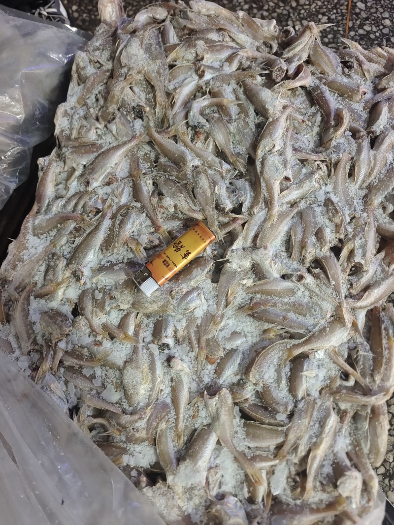 山东威海石岛三去小白鱼罐头原料香酥鱼原料量大价低