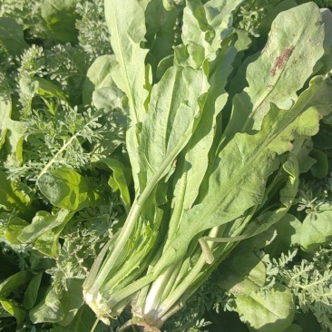 荠菜大量有货现砍现发质量很好