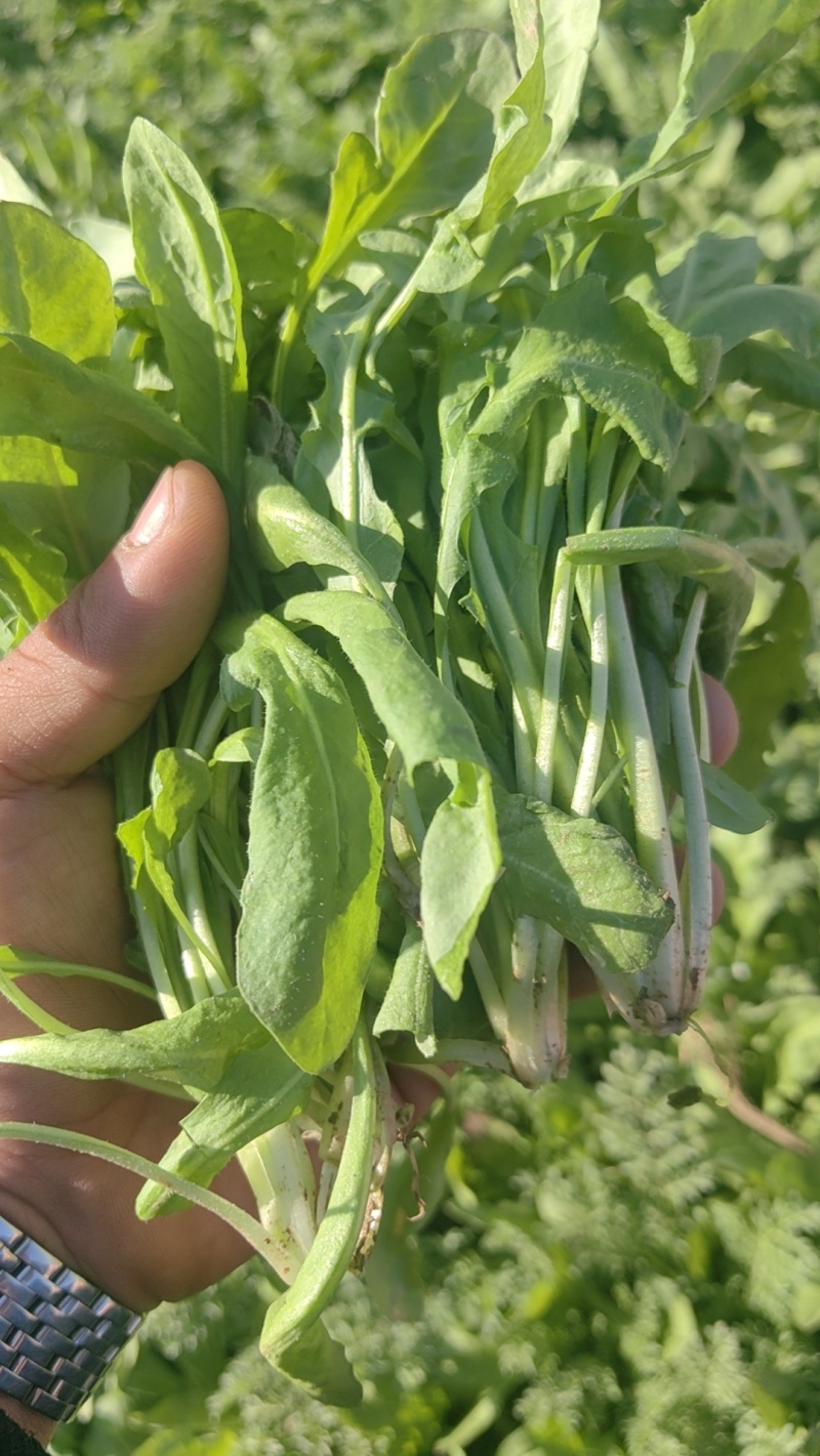 荠菜大量有货现砍现发质量很好