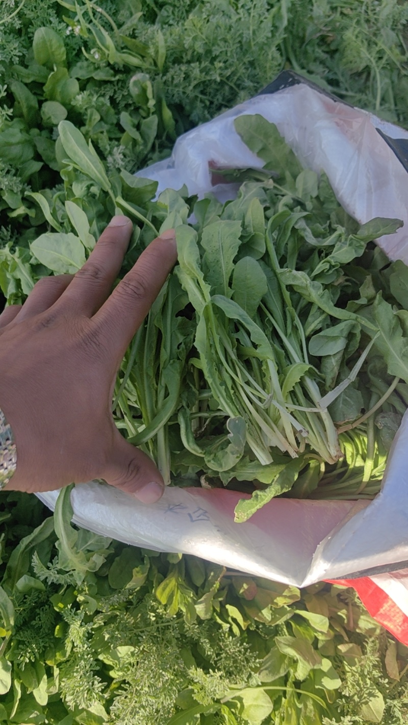 荠菜大量有货现砍现发质量很好