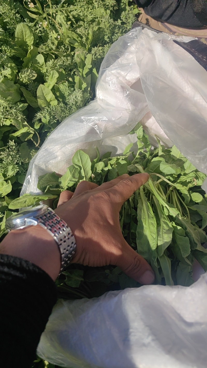 荠菜大量有货现砍现发质量很好