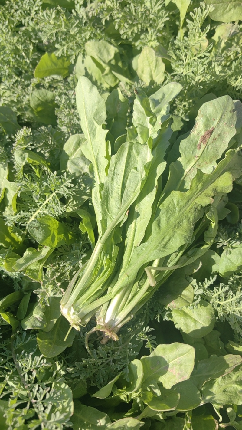 荠菜大量有货现砍现发质量很好