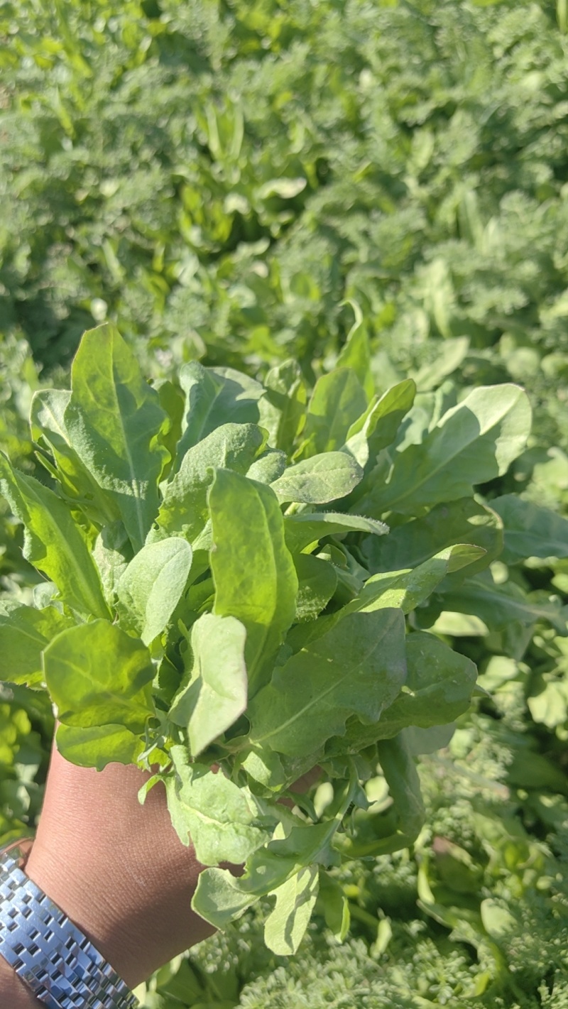 荠菜大量有货现砍现发质量很好