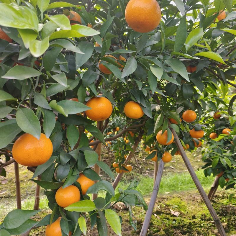 量大，口感脆甜，无沙皮