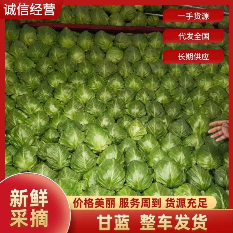 精品甘蓝保质保量大量供应产地直销一手货源