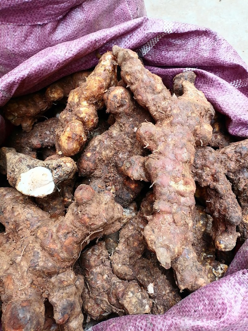 广东新鲜土茯苓本地土茯苓，粉质白肉
