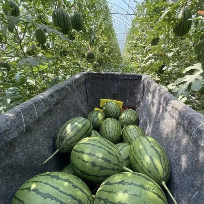 珍珠红礼品小西瓜，一手货源，品质保障，量大从优，欢迎电联