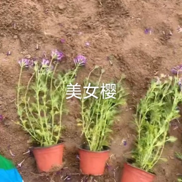 美女樱