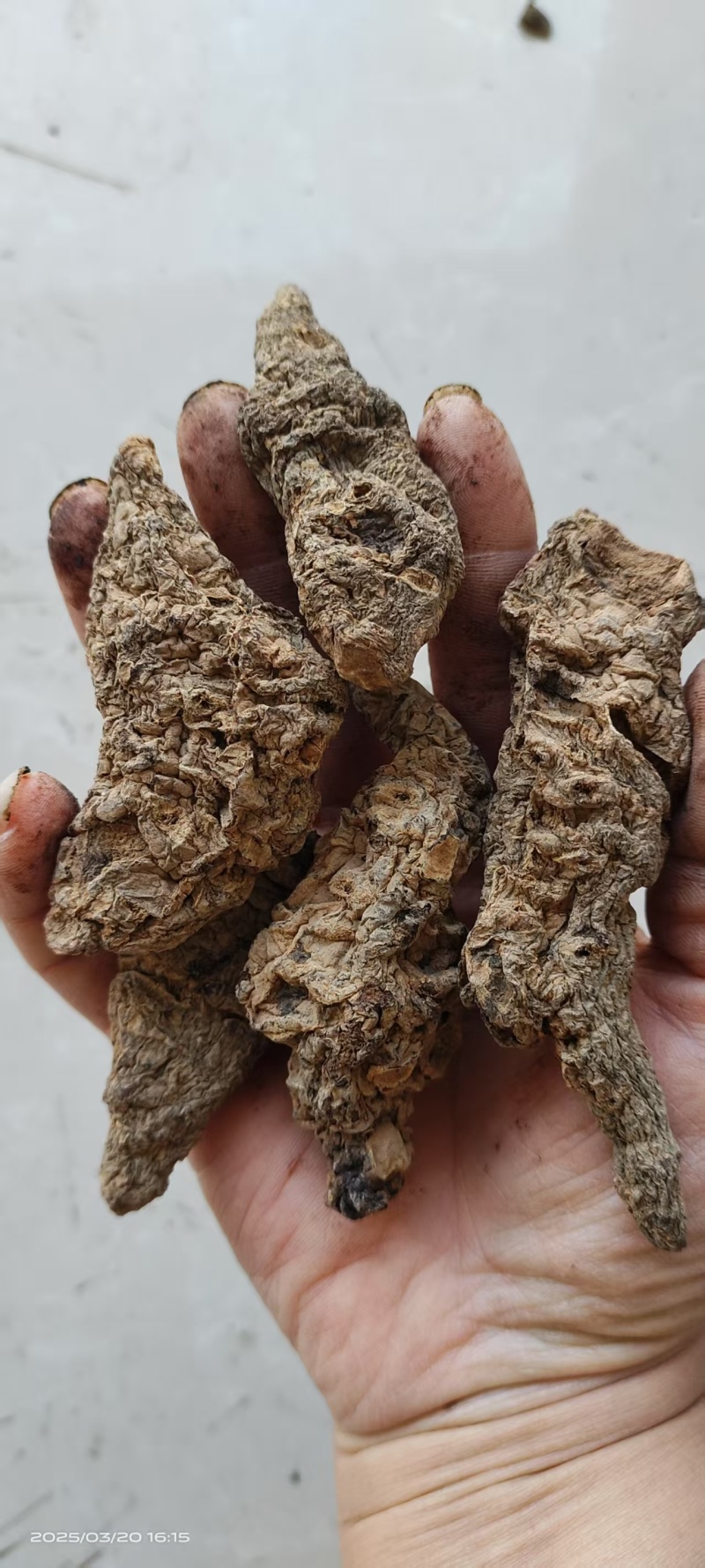 《生地黄》地黄片现货规格全量大从优