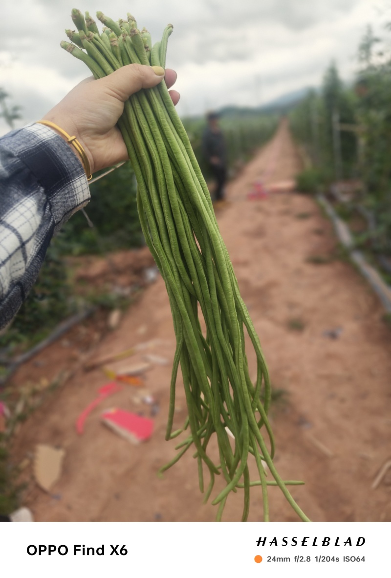西双版纳新苗豇豆上市品质好质量保证欢迎合作