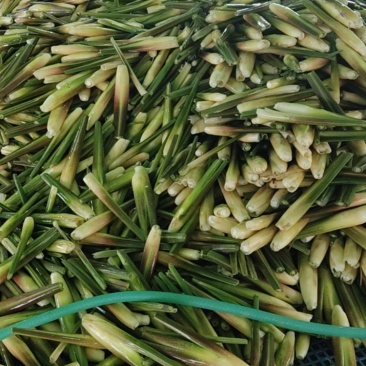 精品茭白，电商茭白