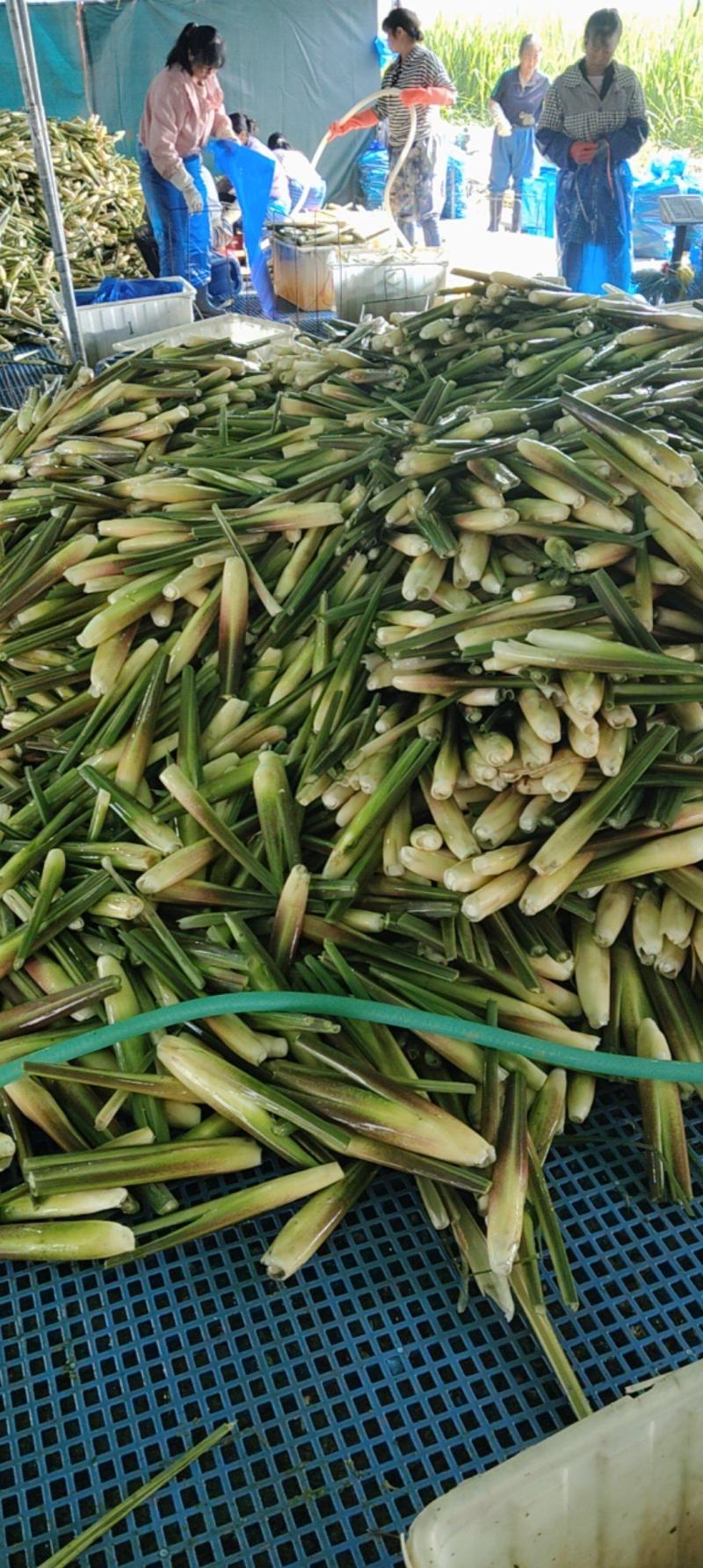 精品茭白，电商茭白
