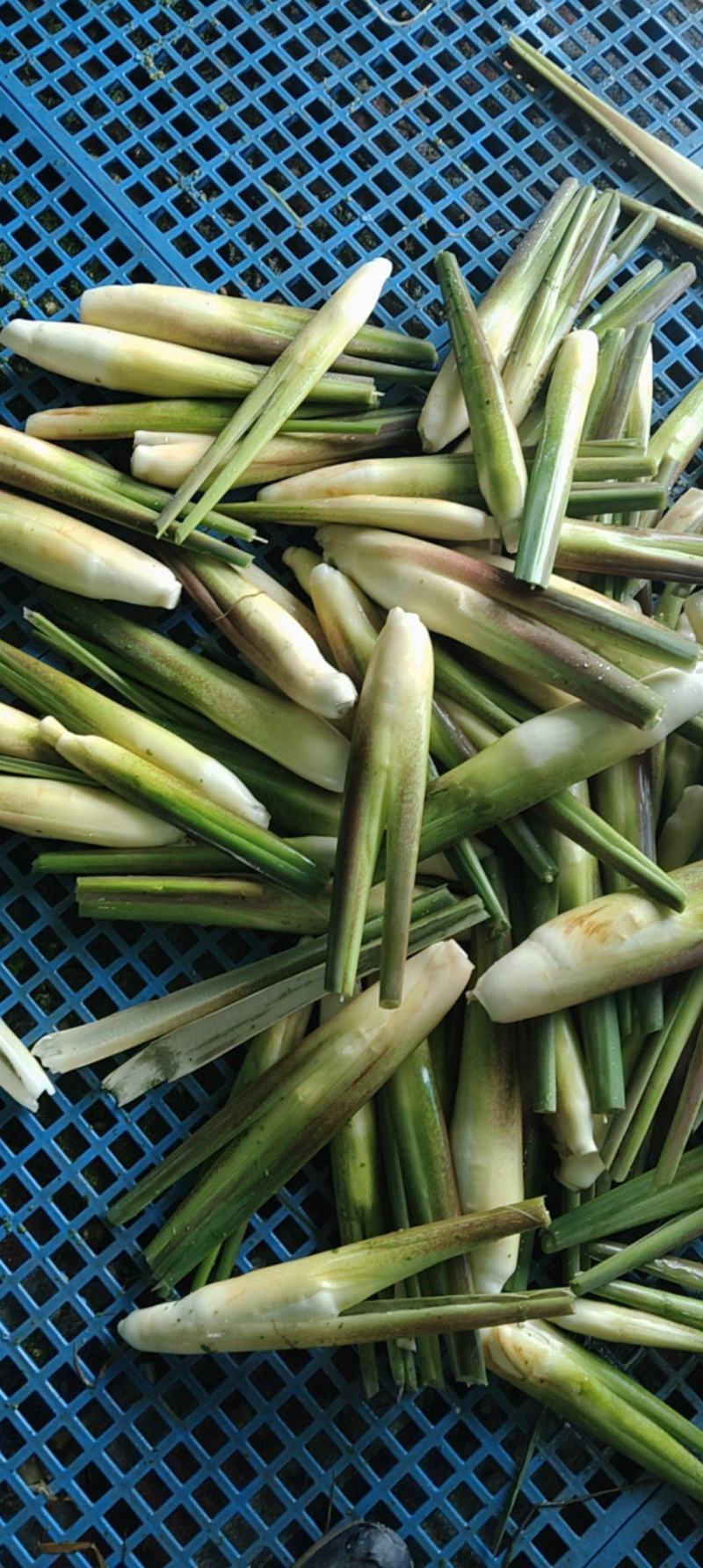 精品茭白，电商茭白