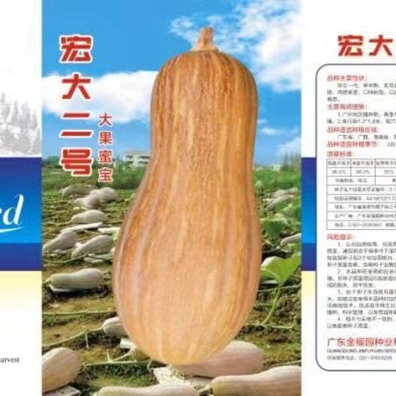 密本南瓜种子发芽率95%以上常年供应全国可种植
