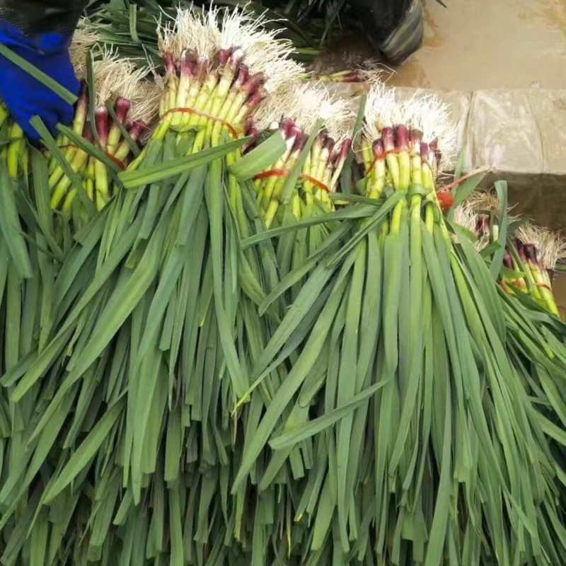 精品红根蒜苗大棚露天水洗加工厂脱水毛货蒜苗