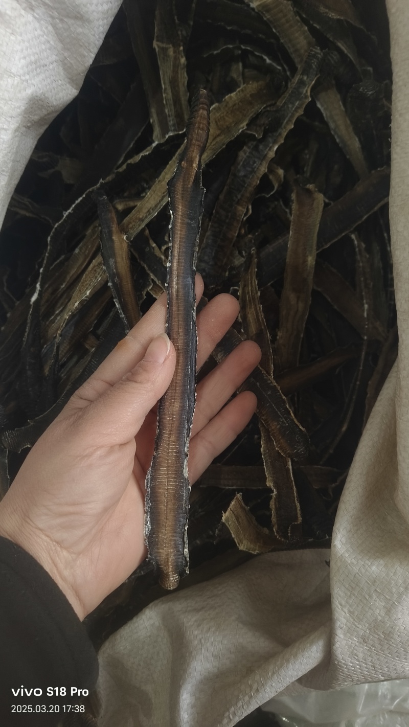 【地龙】广地龙干货全开切片个子规格齐全含量达标