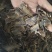 【地龙】广地龙干货全开切片个子规格齐全含量达标