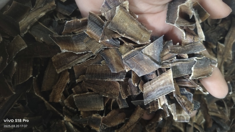 【地龙】广地龙干货全开切片个子规格齐全含量达标