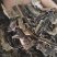 【地龙】广地龙干货全开切片个子规格齐全含量达标