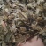 【地龙】广地龙干货全开切片个子规格齐全含量达标