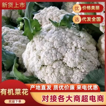 精品花菜，产地直销，质量过硬，一手货源，一级乳白。