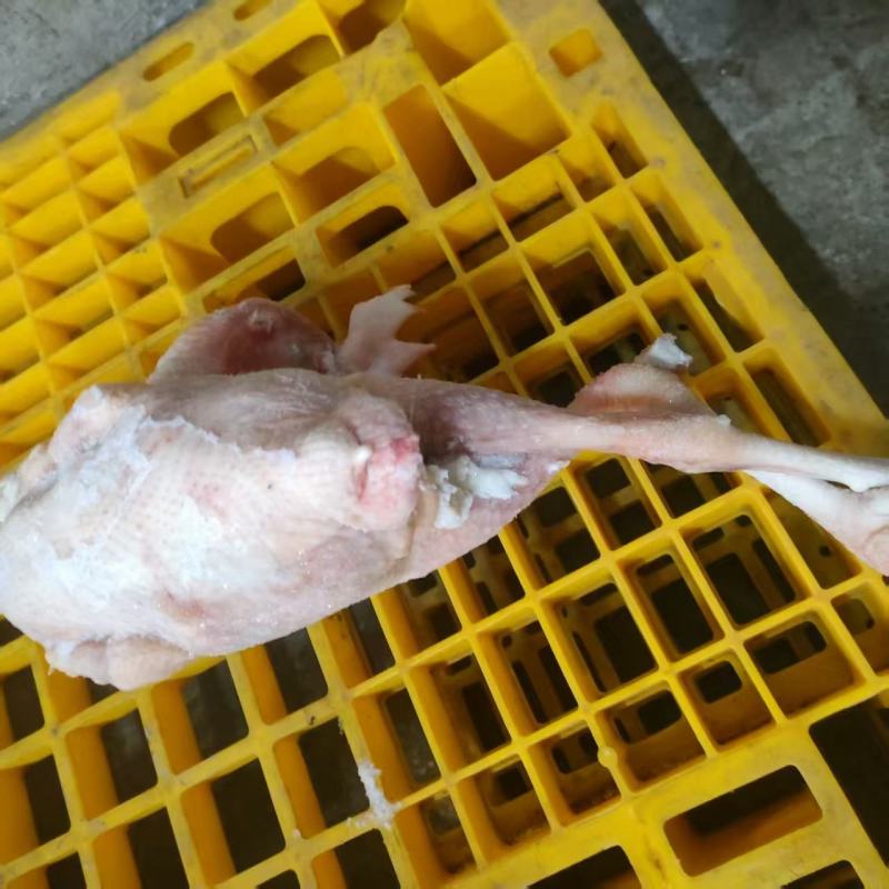 二级579公鸡，规格齐全，厂家直接发货，价格**