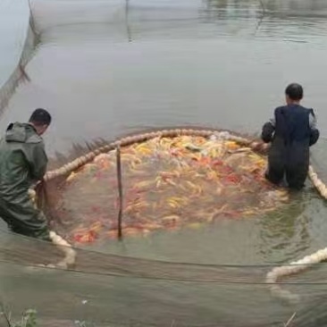 锦鲤鱼苗，全国发货。