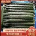 商丘夏邑油量鲜黄瓜，黑条密刺黄瓜青瓤，全国供应，质量三包