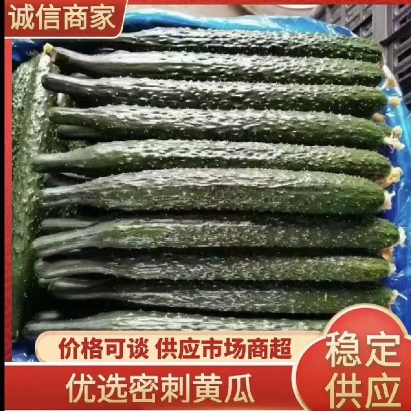 商丘夏邑油量鲜黄瓜，黑条密刺黄瓜青瓤，全国供应，质量三包