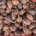 云南大草果调料卤肉炖肉药用当天发货香料大全