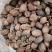 云南大草果调料卤肉炖肉药用当天发货香料大全