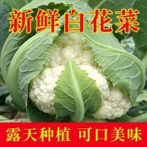 花菜/有机花菜/产地直发，品质好，新品上市