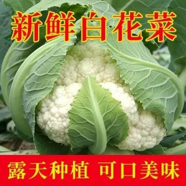 花菜/有机花菜/产地直发，品质好，新品上市