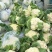 花菜/有机花菜/产地直发，品质好，新品上市
