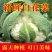 花菜/有机花菜/产地直发，品质好，新品上市