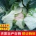 花菜/有机花菜/产地直发，品质好，新品上市