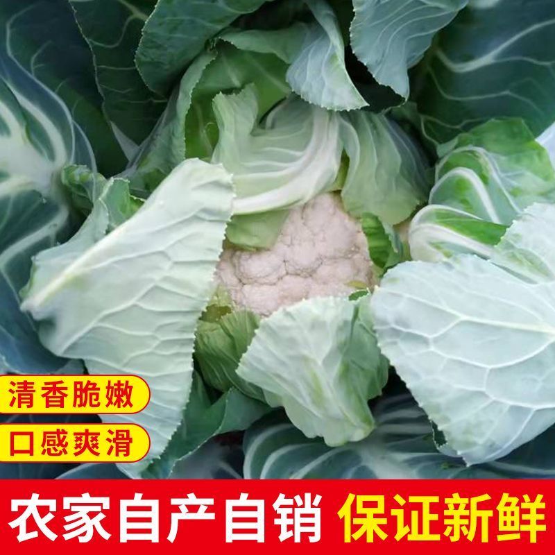 花菜/有机花菜/产地直发，品质好，新品上市