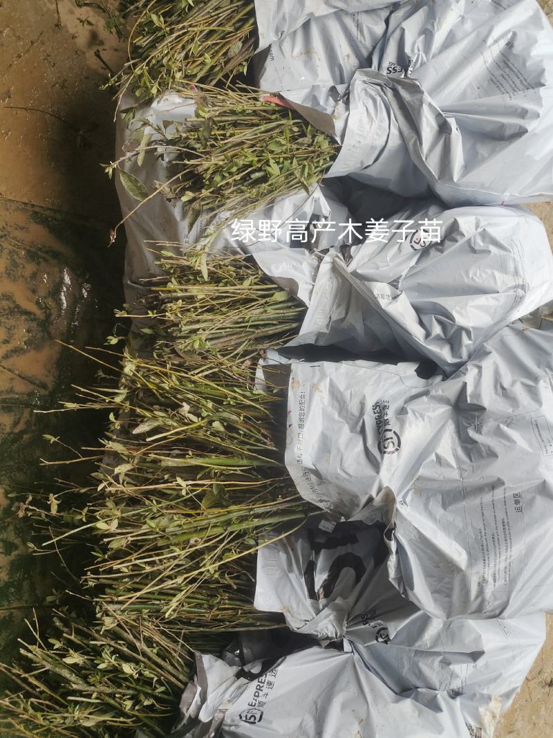木姜子苗高产品种一手货源产地批发优质药材种苗顺丰包邮