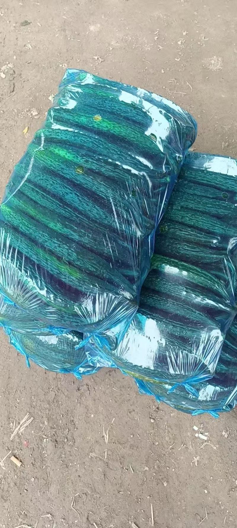 商丘夏邑油量鲜黄瓜，黑条密刺黄瓜青瓤，全国供应，质量三包