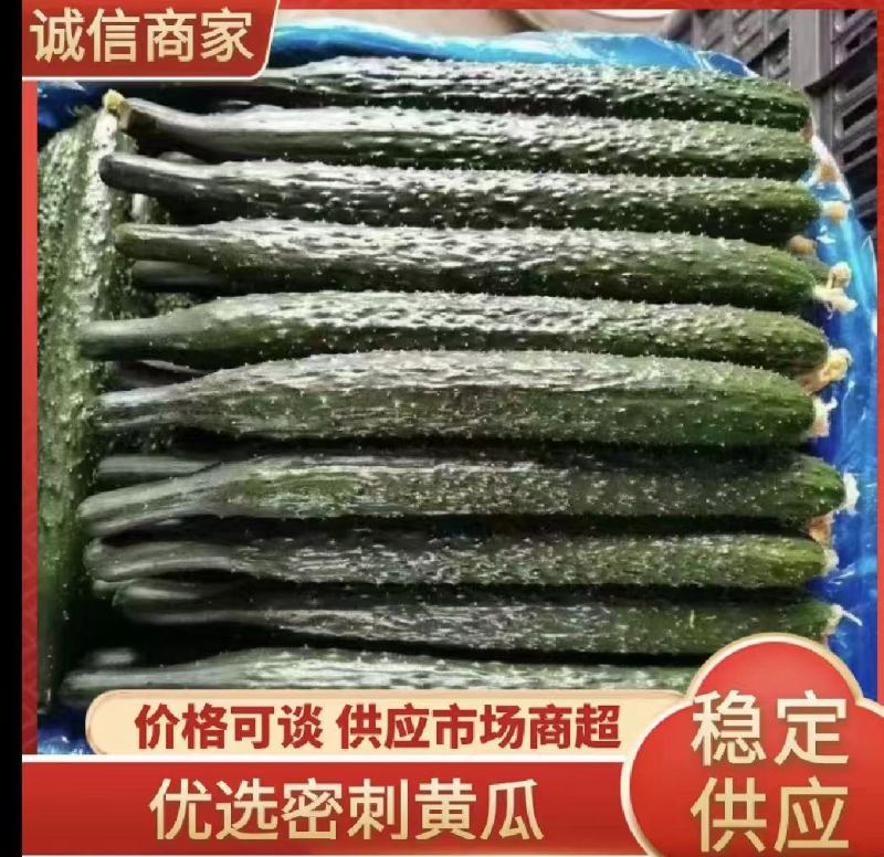 商丘夏邑油量鲜黄瓜，黑条密刺黄瓜青瓤，全国供应，质量三包