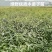木姜子苗高产品种一手货源产地批发优质药材种苗顺丰包邮