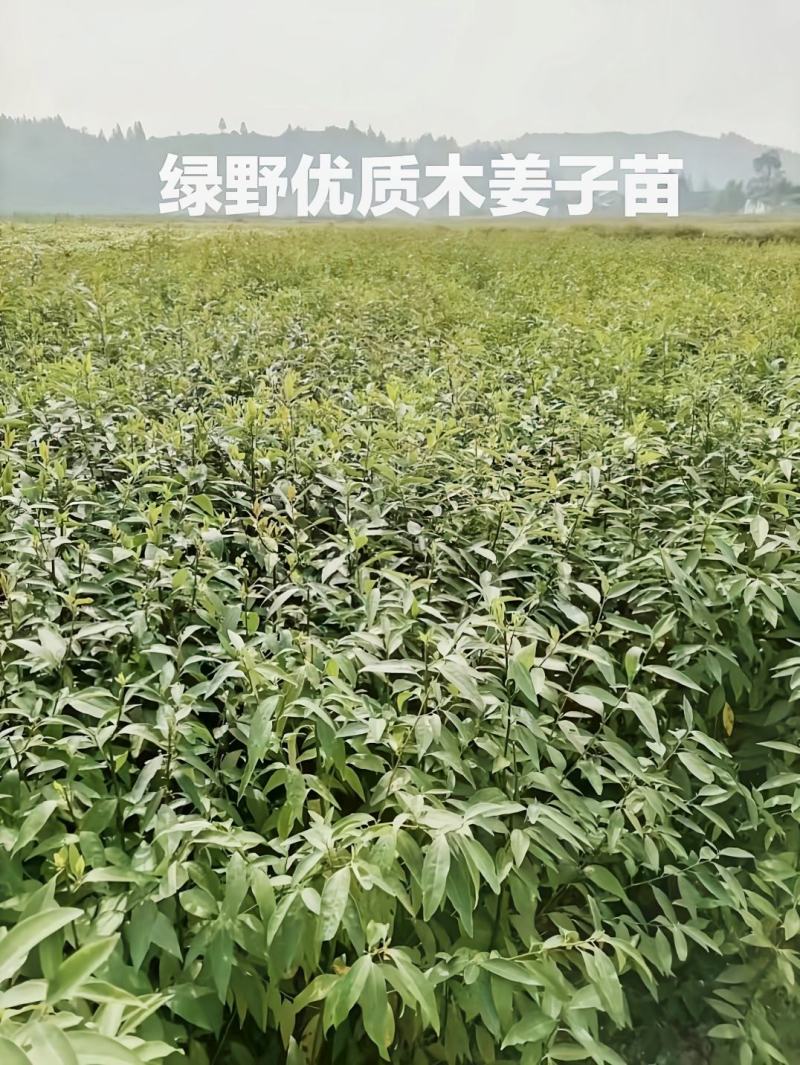 木姜子苗高产品种一手货源产地批发优质药材种苗顺丰包邮