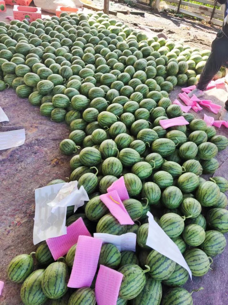 全美2k西瓜无籽小糖丸手撕西瓜商超电商供货代发全国