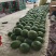 全美2k西瓜无籽小糖丸手撕西瓜商超电商供货代发全国