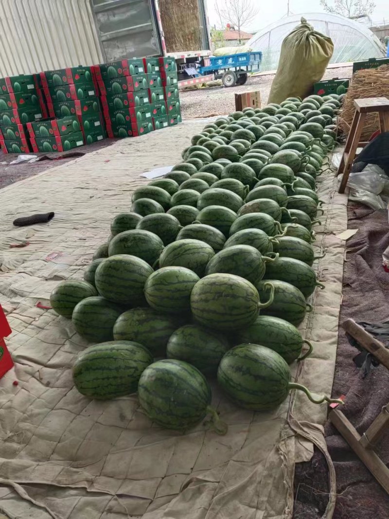 全美2k西瓜无籽小糖丸手撕西瓜商超电商供货代发全国