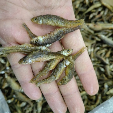 火烤油炸都有一手加工一手货源油炸麦穗鱼