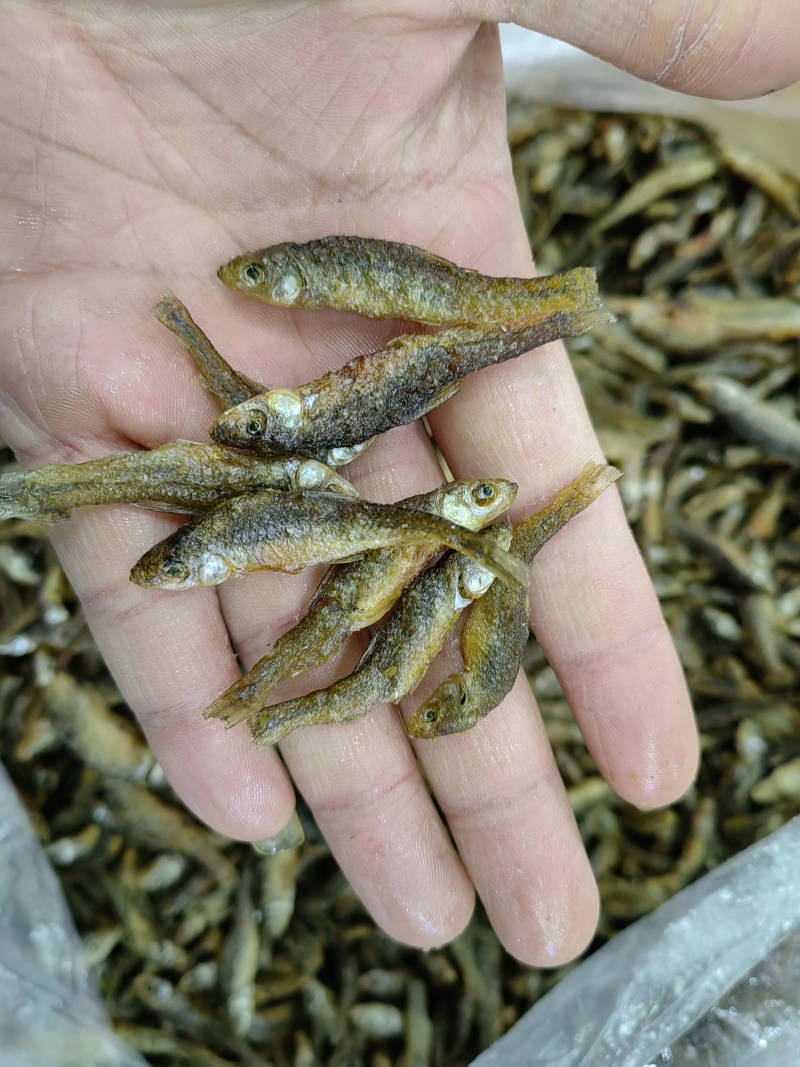 火烤油炸都有一手加工一手货源油炸麦穗鱼