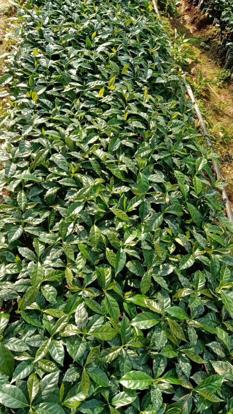 云南小粒咖啡苗